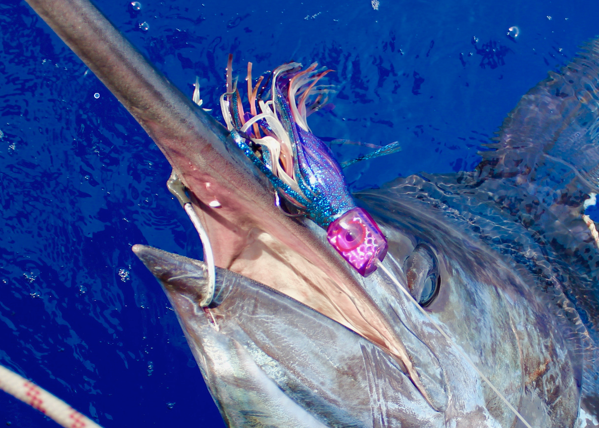 Big Game Fishing Faro in Portugal huge blue marlin
