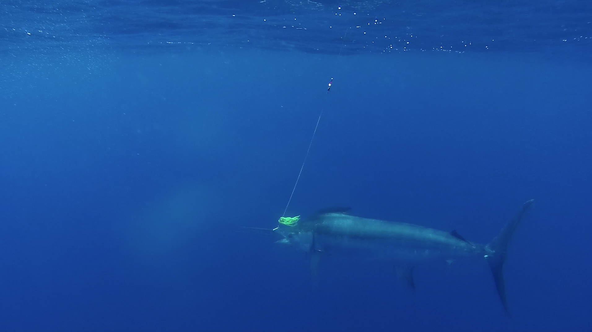 blue-marlin-fishing-algarve-portugal