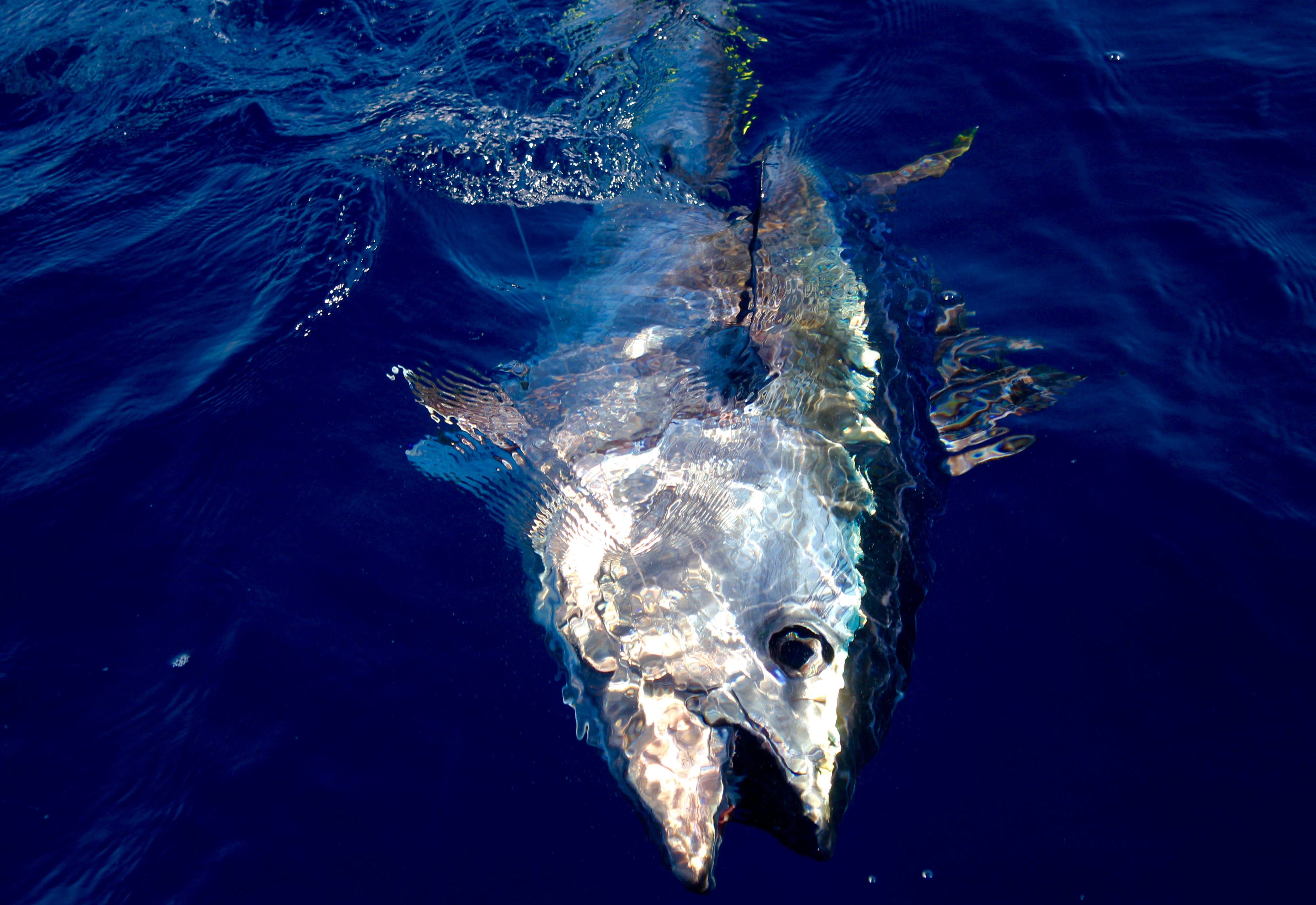 bluefin tuna fishing algarve