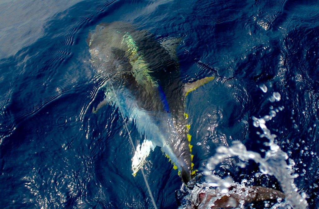 bluefin tuna fishing algarve