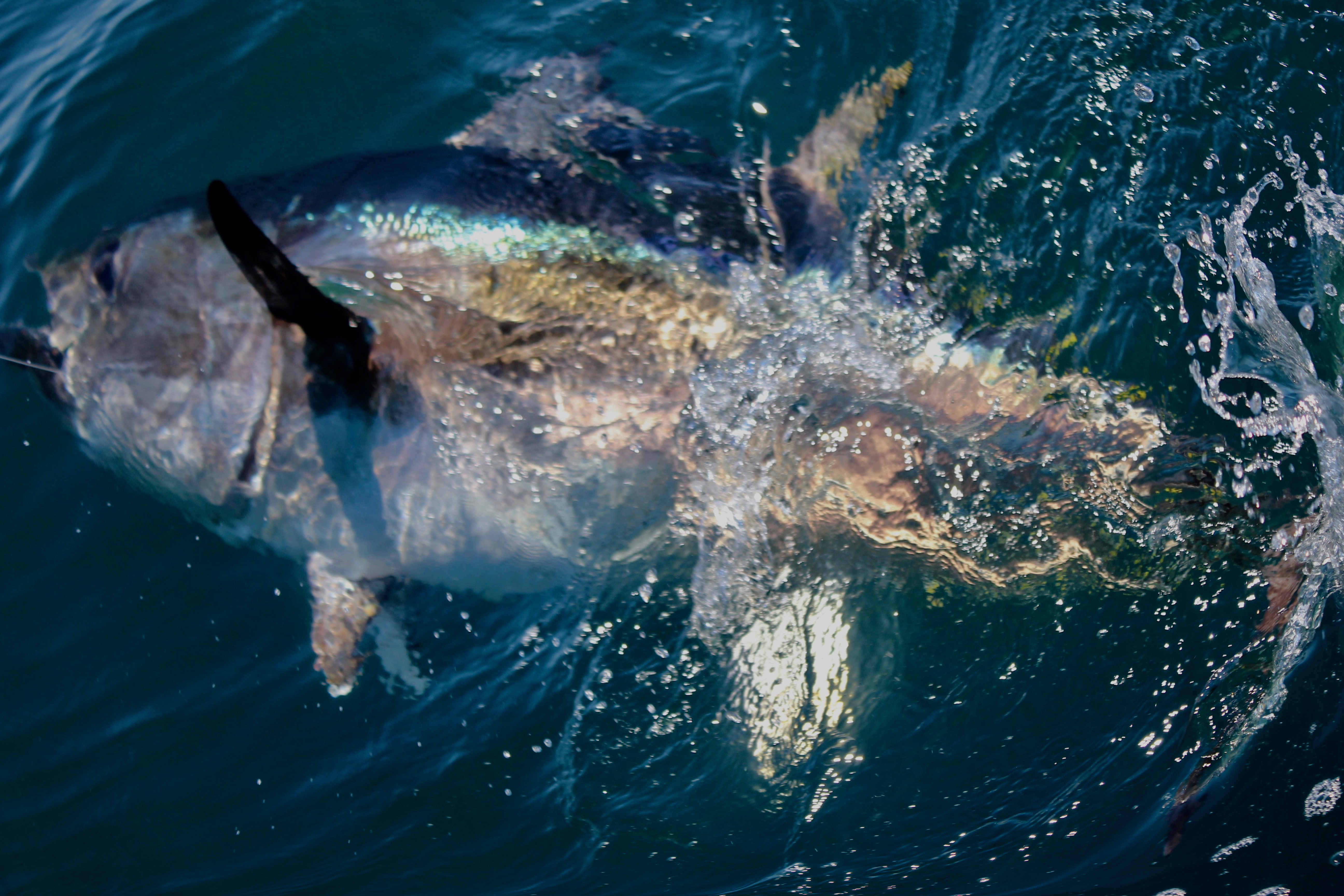 giant bluefin tuna