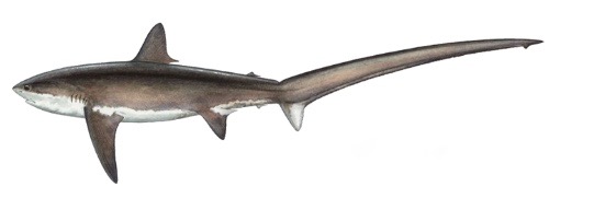 thresher shark algarve