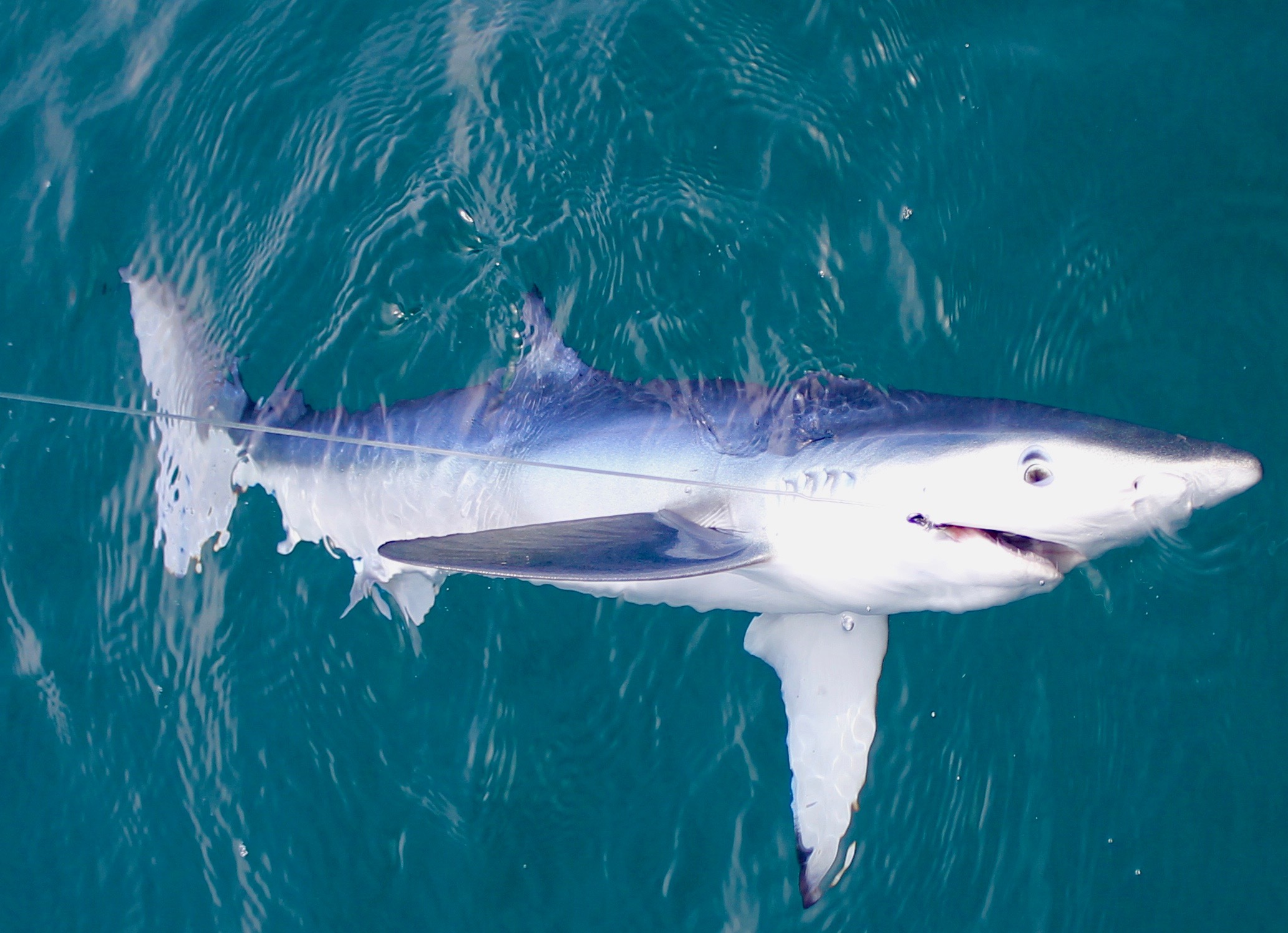 shark fishing in algarve