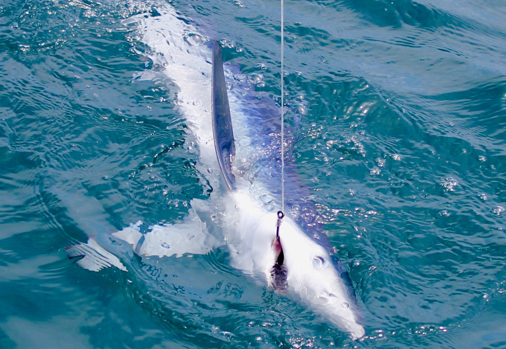 shark fishing in algarve