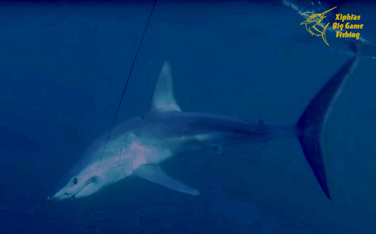 shark-fishing-portugal-algarve